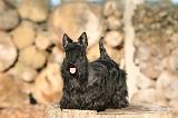 SCOTTISH TERRIER 141